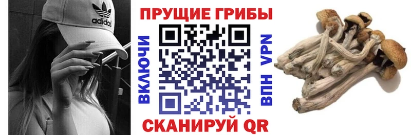 Псилоцибиновые грибы MAGIC MUSHROOMS  гидра как зайти  Егорьевск 